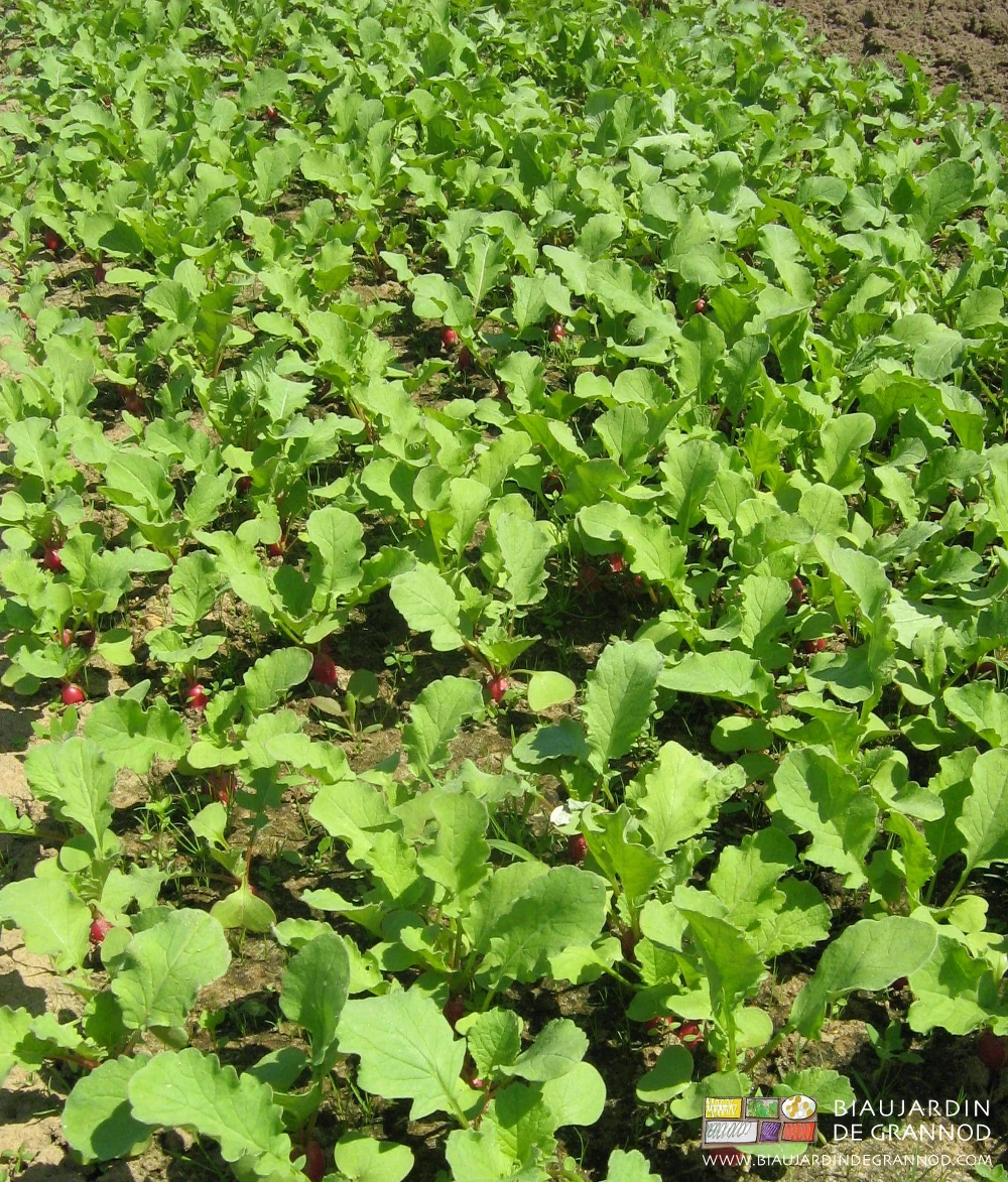photo proche de radis au stade récolte un jour de beau soleil