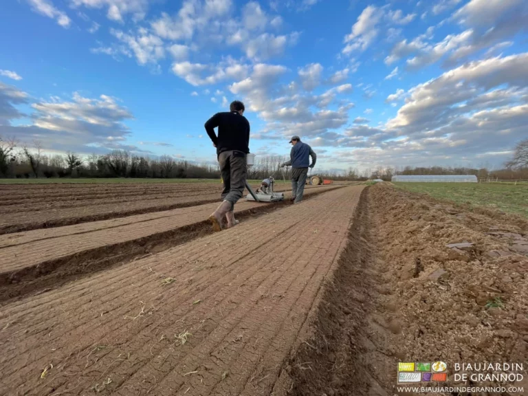 Photo d’un semis de radis en plein champ lors d’une belle journée