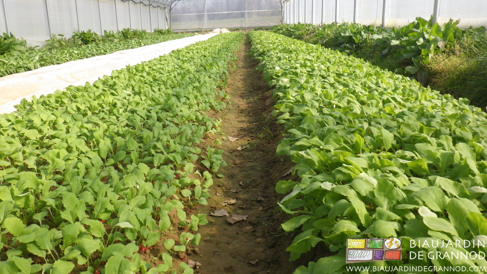Photo de planche de radis sous tunnel bons à récolter