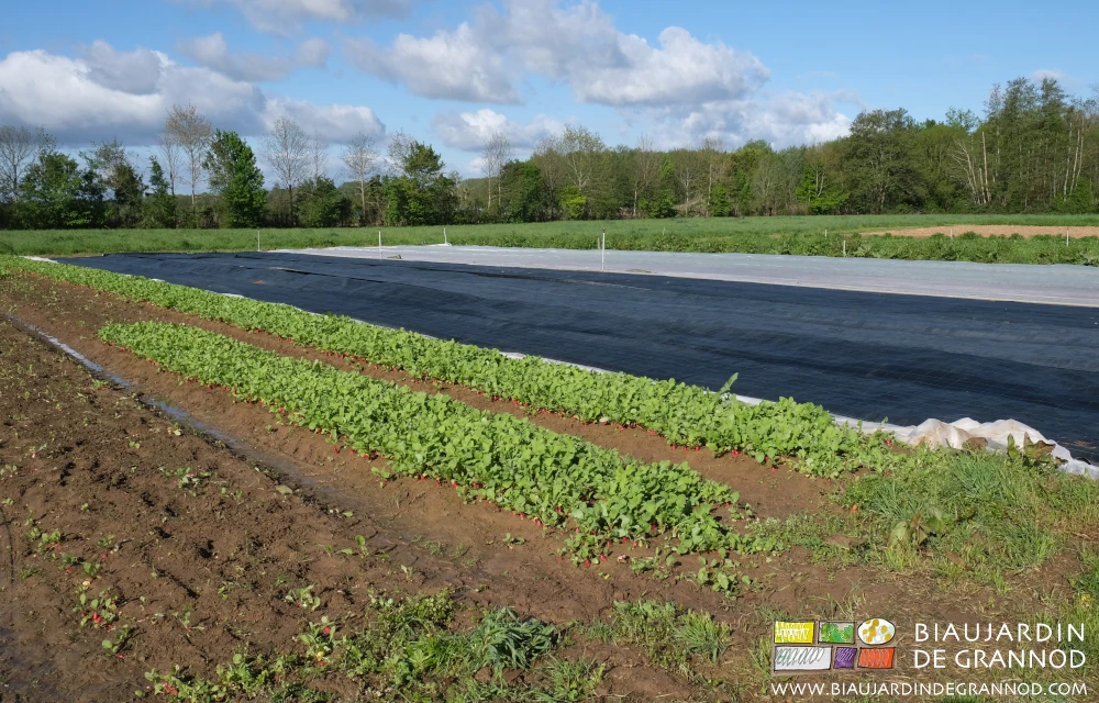 Photo en plein champ de l’échelonnement de plusieurs planches de radis en partie récoltés