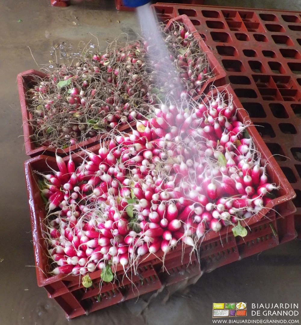 photo de caisse de radis lavés au jet après récolte sous la pluie