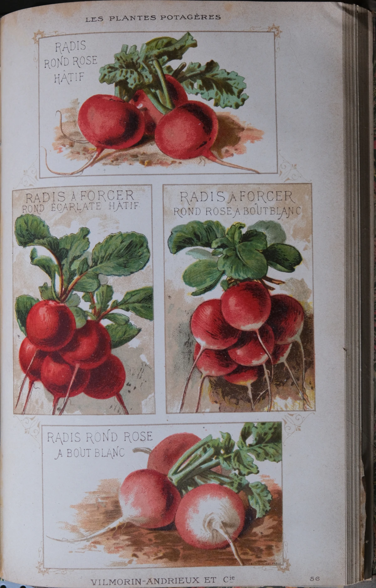 photo de la planche de dessins en couleurs du radis du livre de Vilmorin