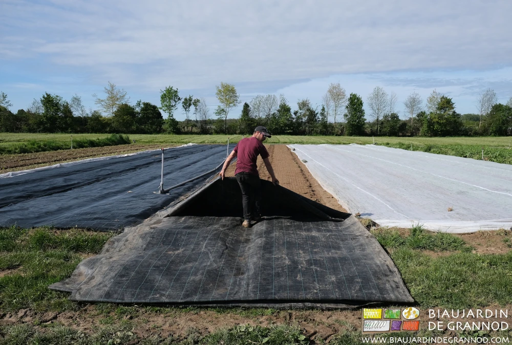 Photo de Matthieu qui débâche le radis levé et occulté en pré-levée en reculant dans l'allée