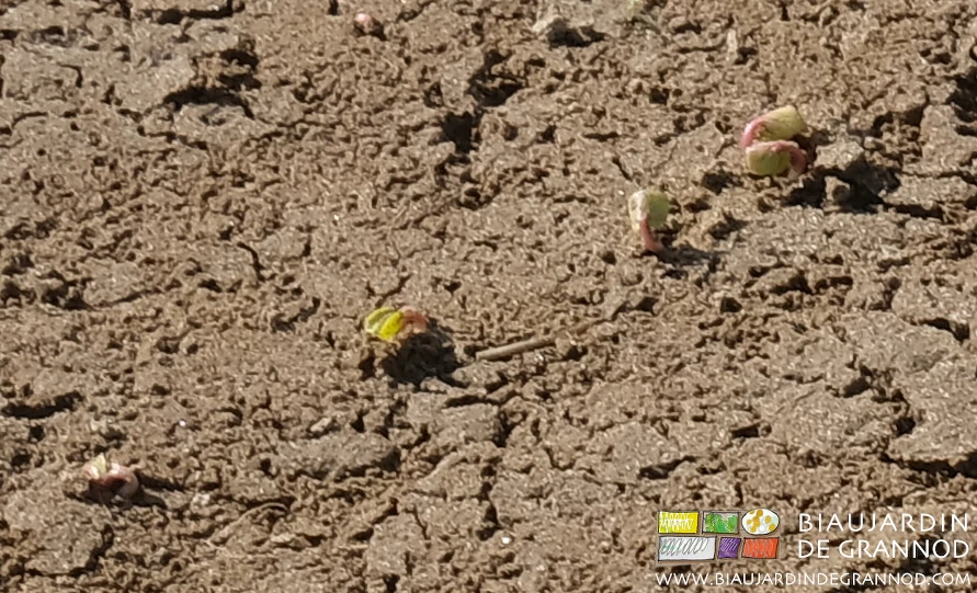 Photo proche des plantules de radis qui commencent à sortir de terre