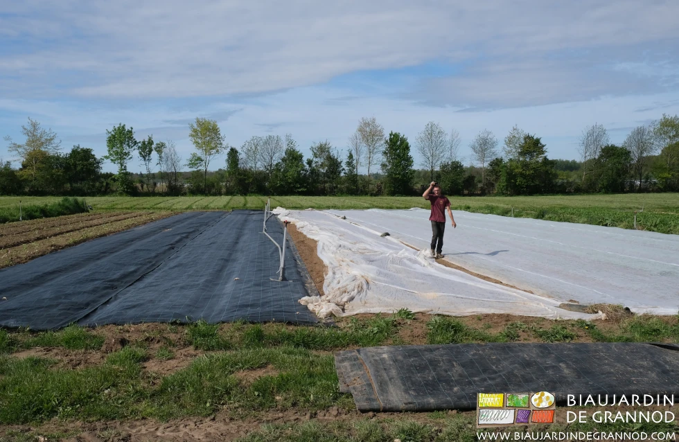 Photo de pose de la protection des jeunes radis par un voile, efficace contre le froid, ou les altises.