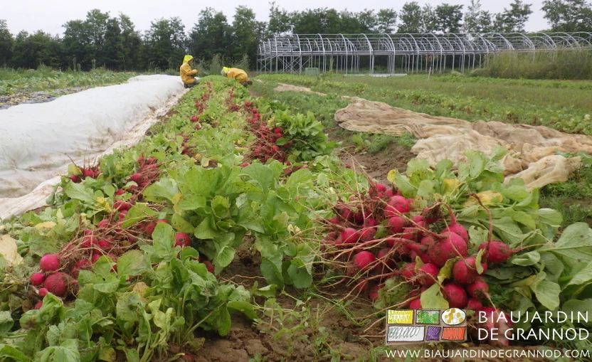 Photo de bottelage de radis en plein champ et sous la pluie avec tenue de pêcheur breton : pas drôle !