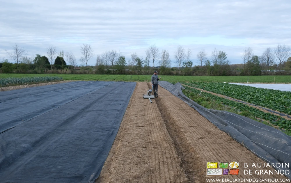 Photo d’un semis de radis avec le semoir Pourey en plein champ sur planche occultée toile tissée ouverte