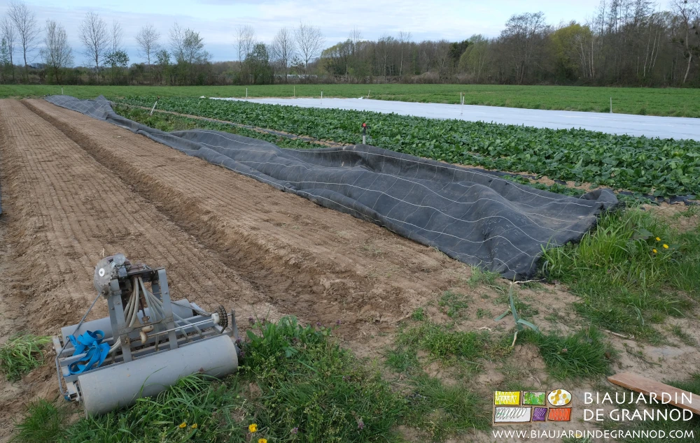 Photo des planches permanentes occultées etsemées en radis avec le Pourey