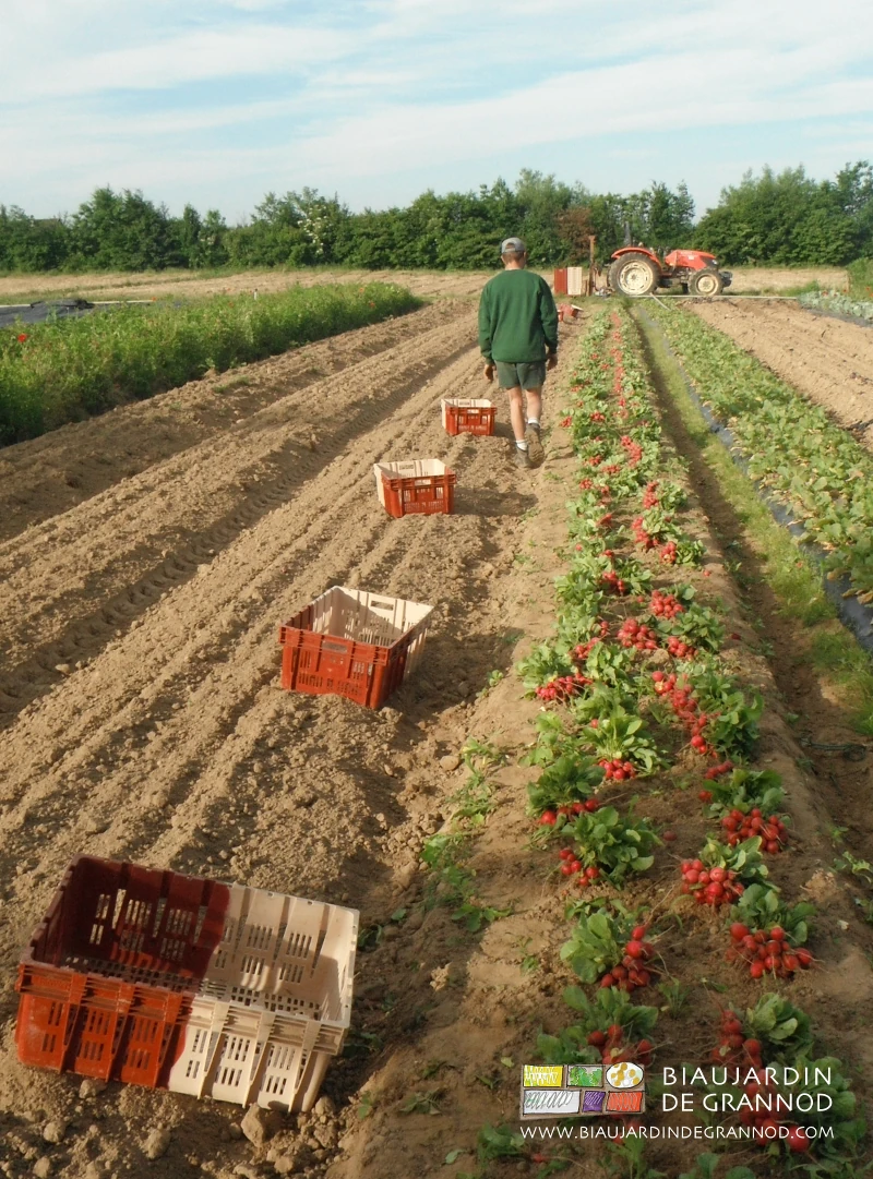 photo d'une planche de radis plein champ récoltée par Biau Jardinier en short