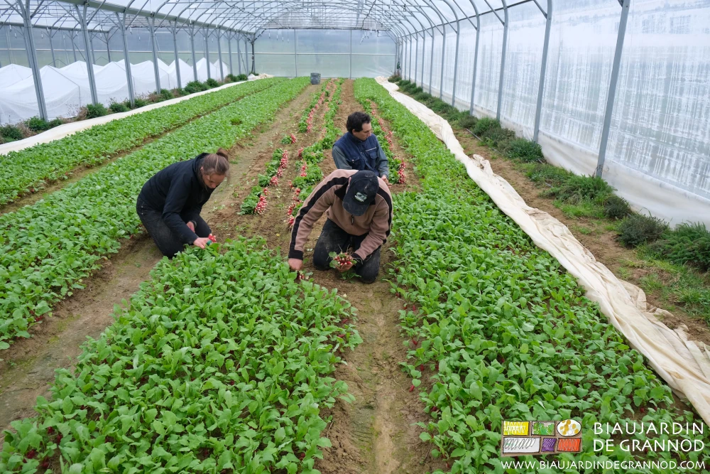 Photo d'une équipe de 3 Biaux jardiniers mobilisée pour botteler du radis sous tunnel