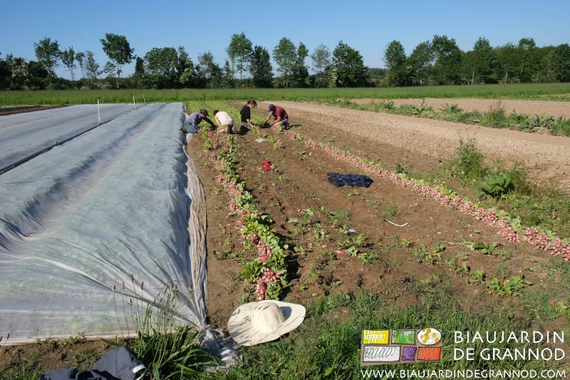 Photo de récolte de radis botte avec l’équipe de 4 Biaux Jardiniers