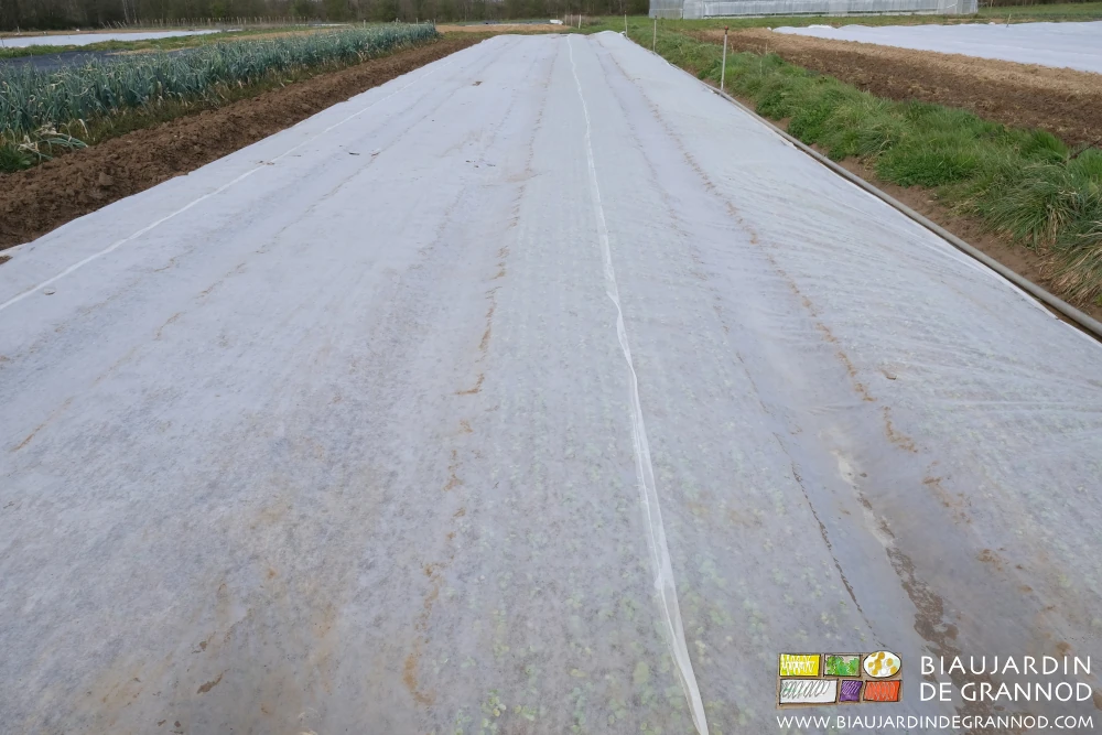 Photo de semis de radis plein champ décalés et protégés par un même voile non tissé