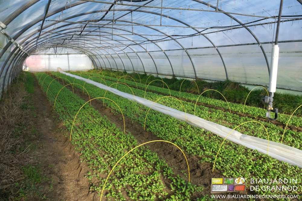 Photo sous tunnel de protection supplémentaire contre le froid par arceaux chenille