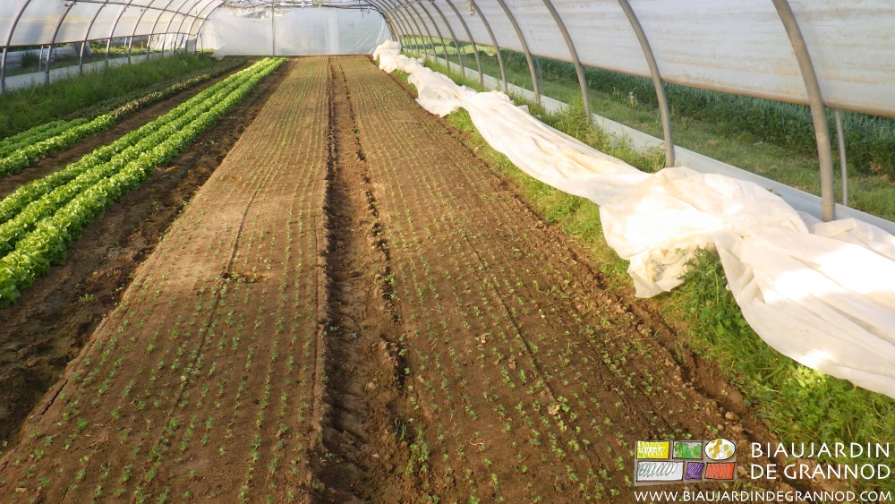 Photo d’arrosage et belle levée des radis sous tunnel