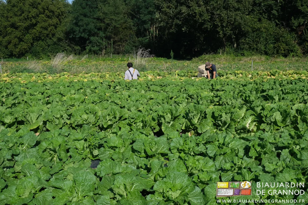 photo de Vivien et Arnaud récoltant du pé-tsaï fin août