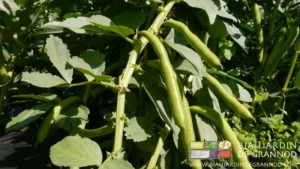 Photo de gousses de fève pendues sur la plante