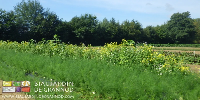 Photo de fenouil longé des tournesol, phacélie, sarrasin d’une bande fleurie et de haies bocagères