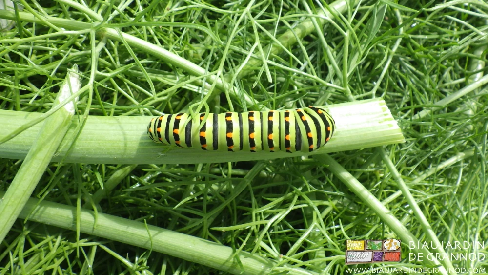 Photo de chenille verte aux anneaux orange et noir du Machaon, une rencontre fréquente sur fenouil