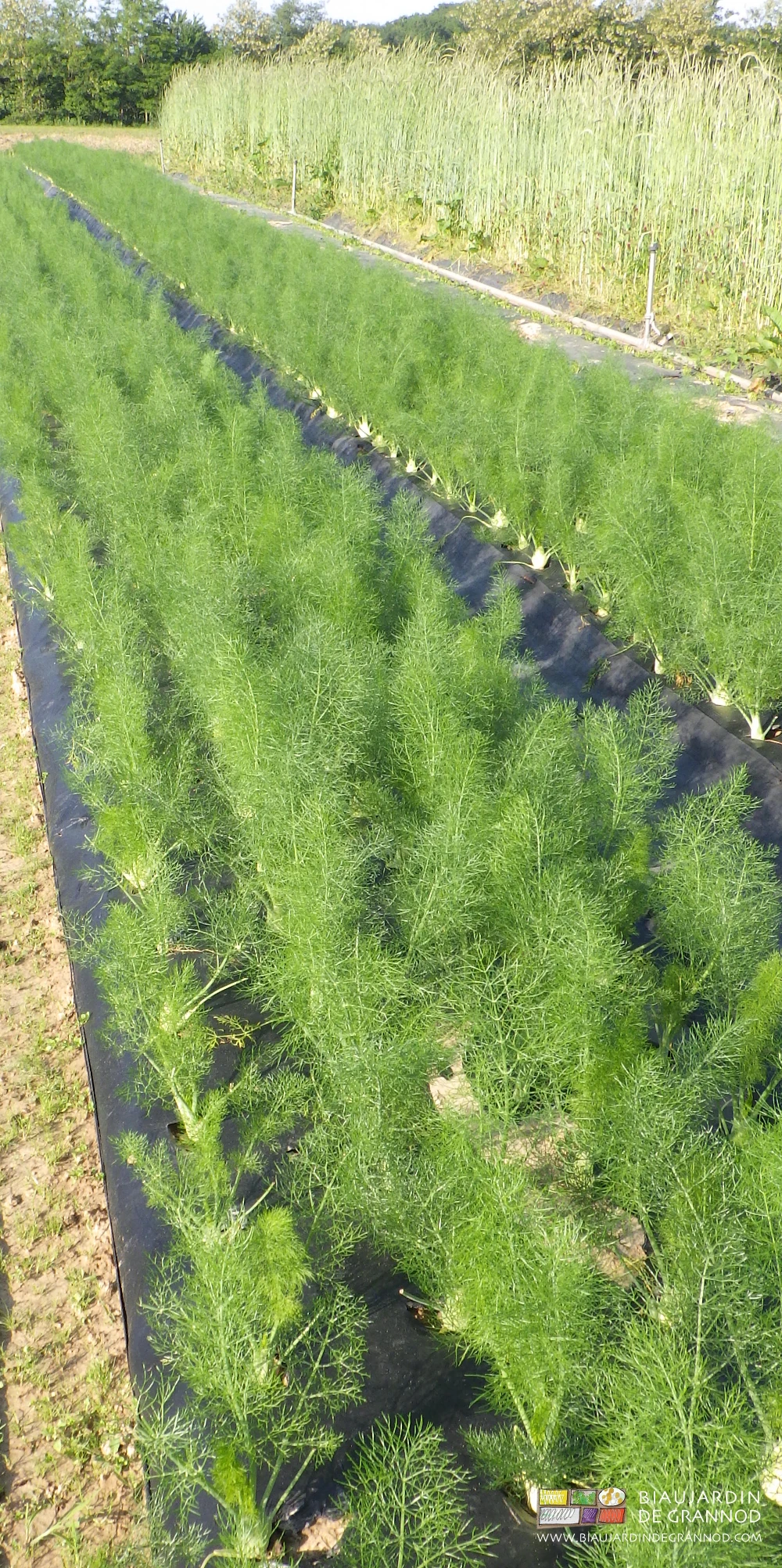 photo de planches de fenouil longées d'une bande fleurie de seigle en cours de maturation