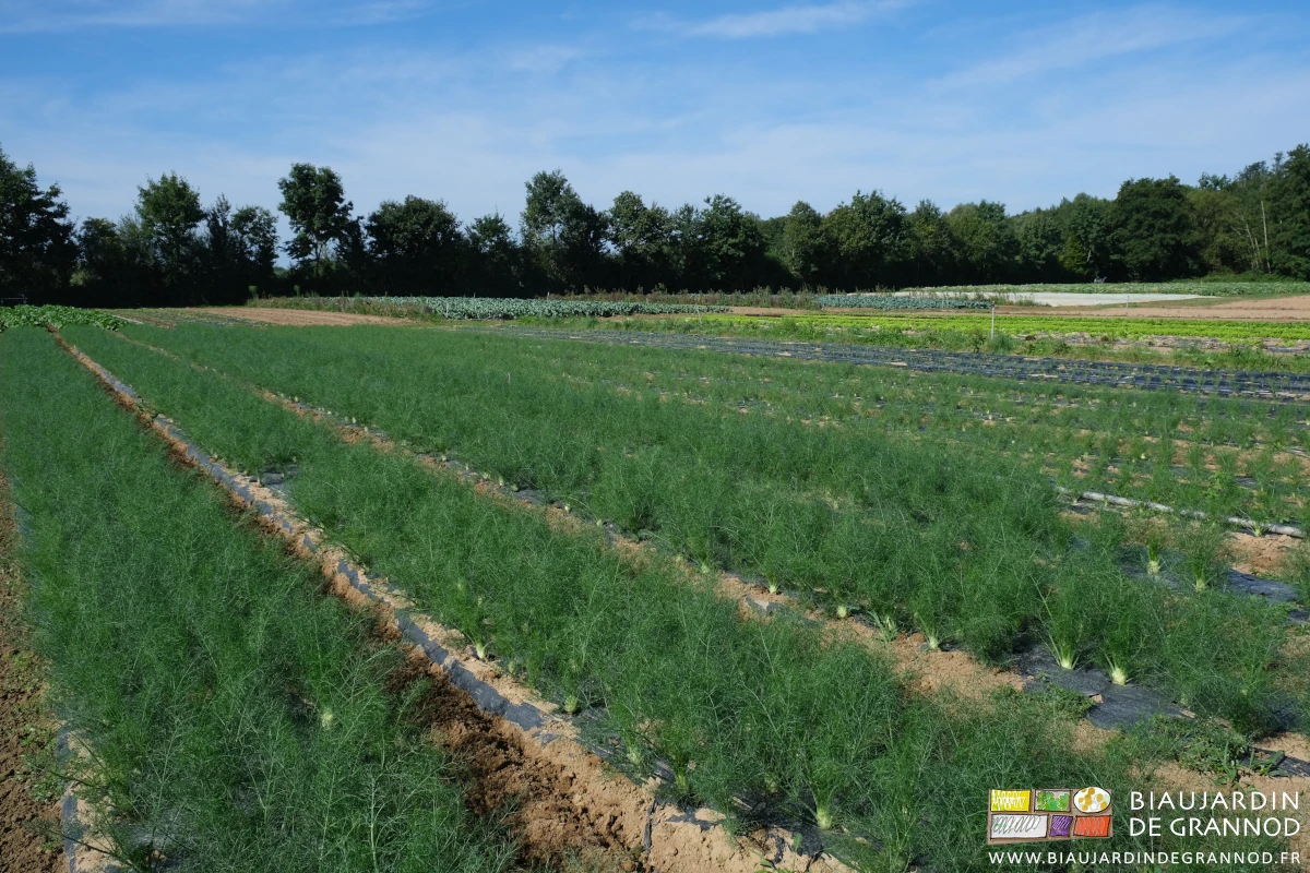 photo de l'échelonnement des diverses plantations de fenouil en début de saison d'automne