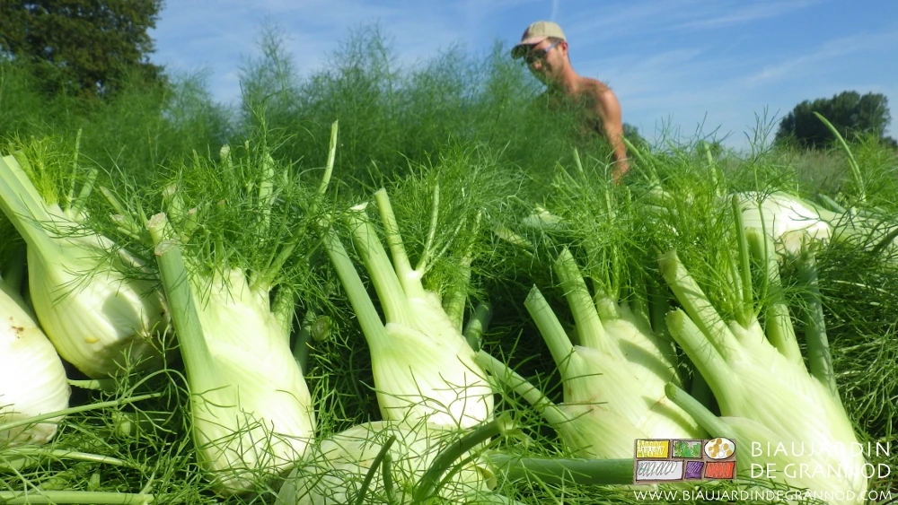 photo au soleil de Matthieu souriant de récolter torse nu le fenouil