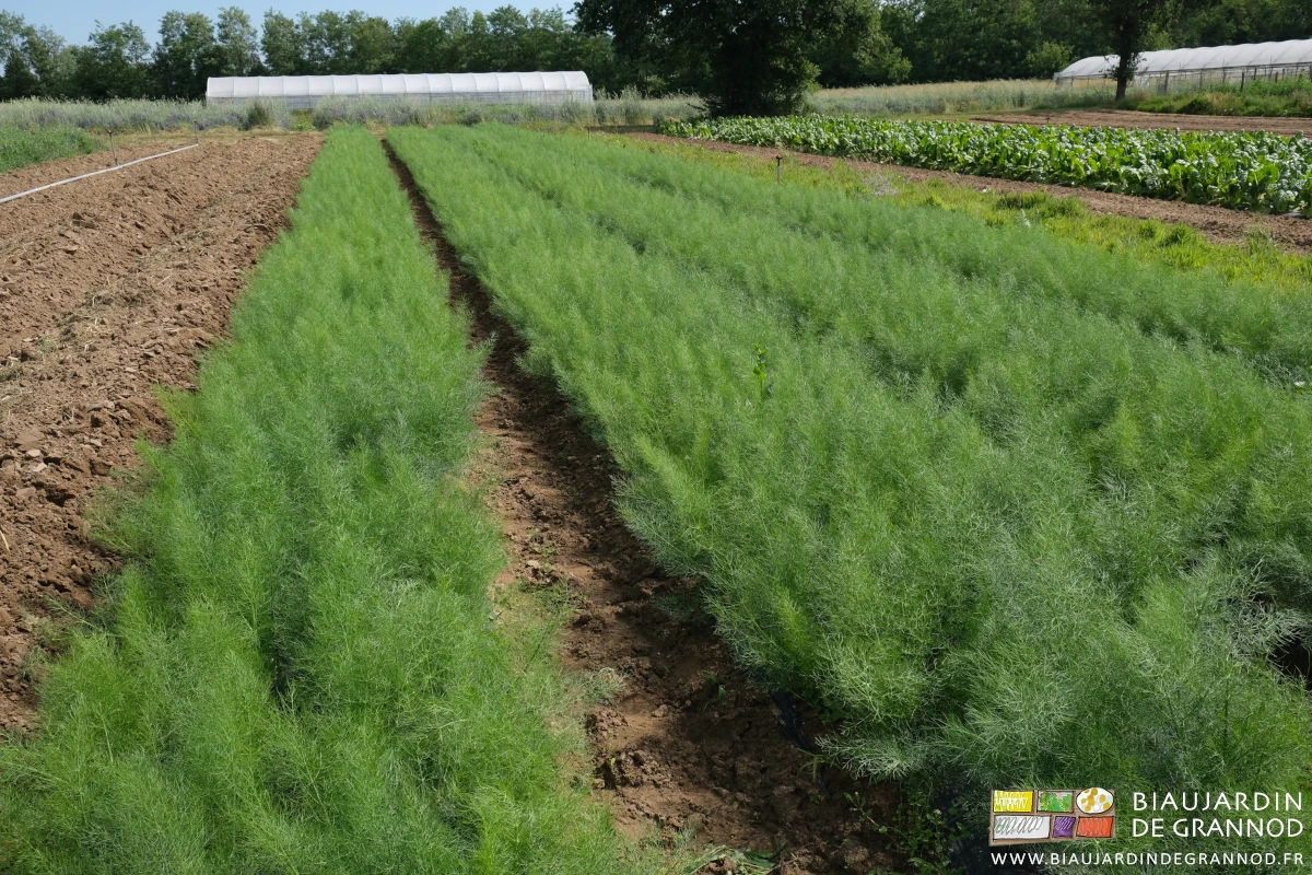 photo de 4 planches de fenouil de printemps en plein champ