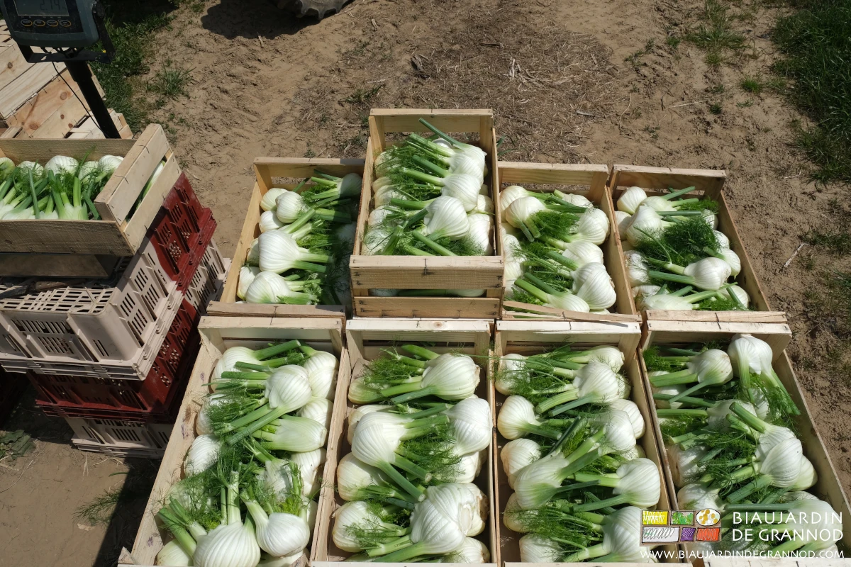Photo de de fenouil sur palette, préparé et conditionné bois pour la vente