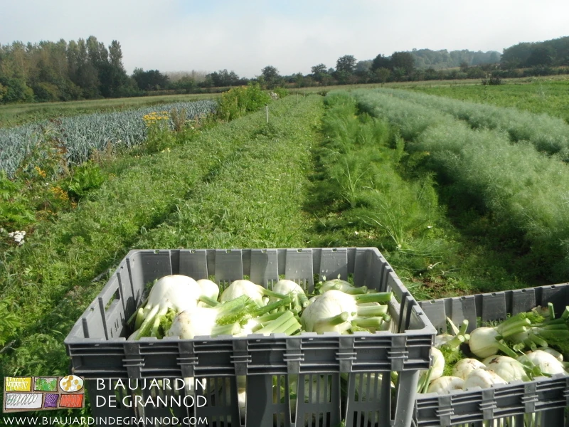 Photo automnale du carré de fenouil en cours récolte près de planches en engrais vert