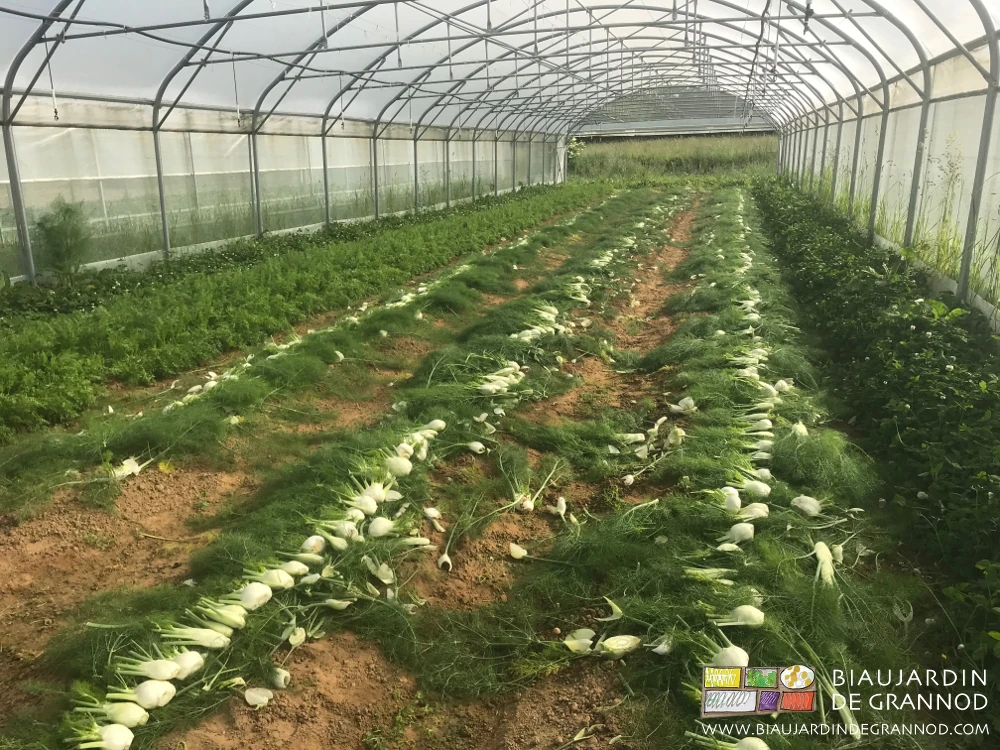 photo de fenouil arraché aligné sur les planches, les feuilles raccourcies avant mise en caisse