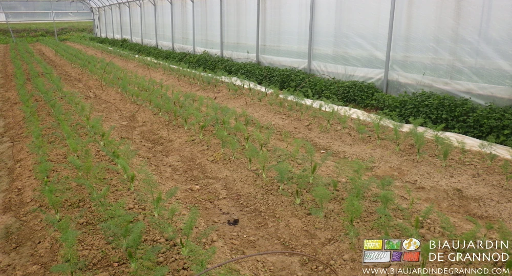 Photo de planches permanentes sous tunnel cultivées en fenouil sur sol biné