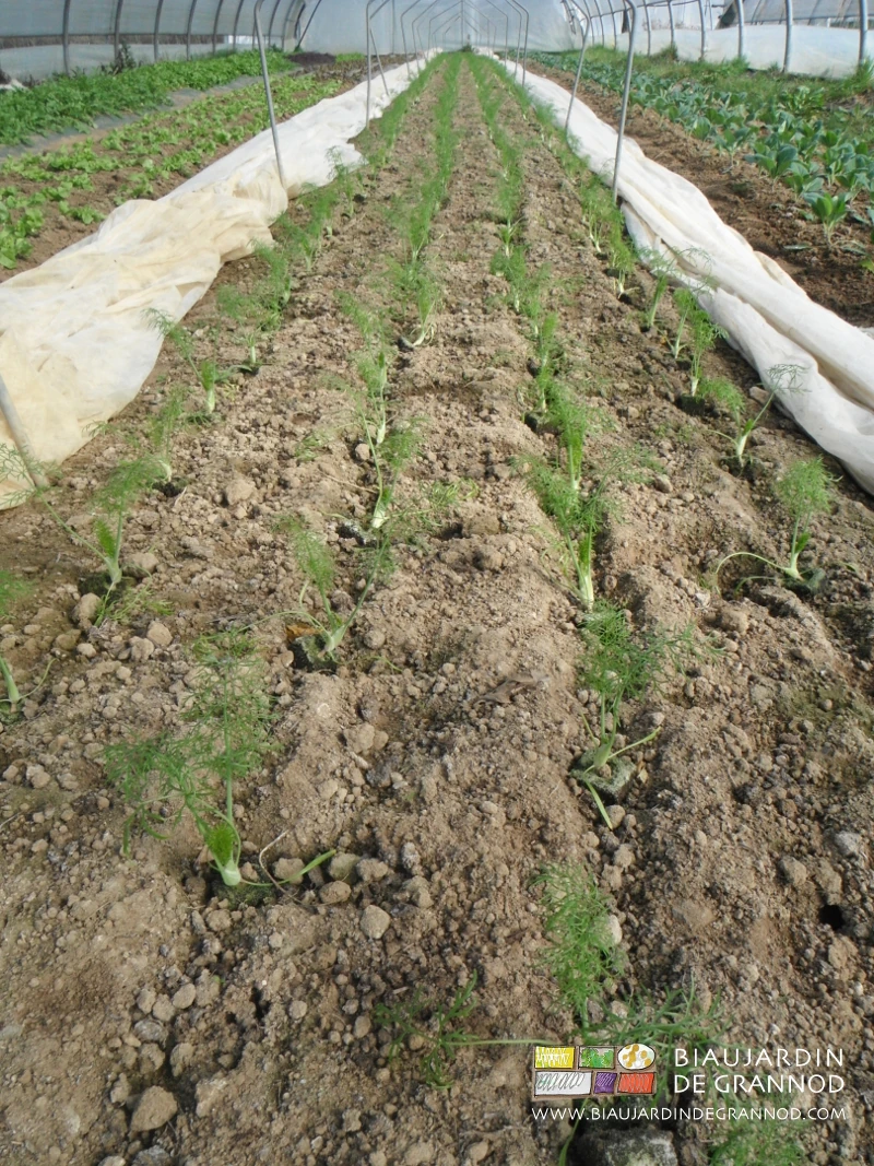 photo de planche de fenouil sous tunnel avec protection supplémentaire par voile thermique sur arceau chenille