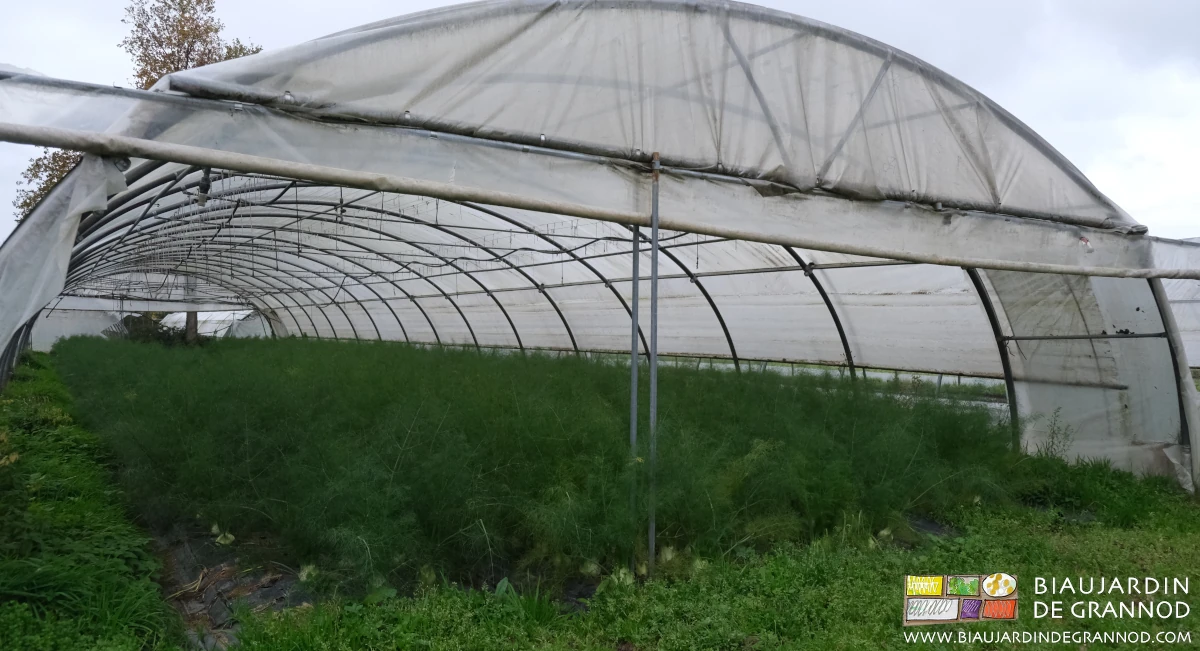 Photo de l’entrée d’un tunnel cultivé en fenouil