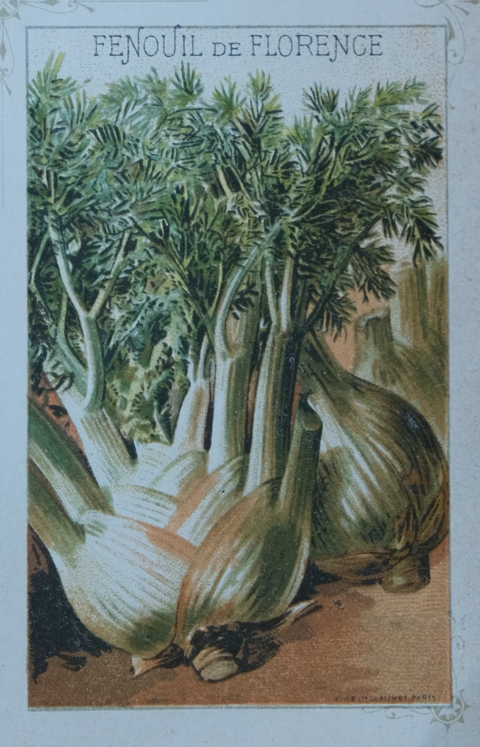 dessin de fenouil issu d'une des planches illustrées en couleur du guide Vilmorin 1925