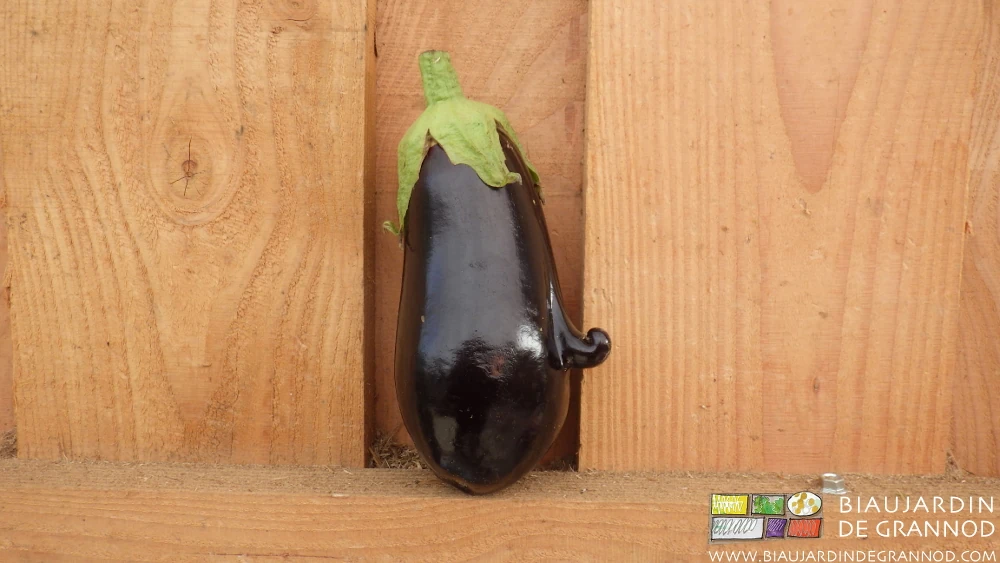Photo d’une aubergine mal fécondée qui se retrouve avec un long nez violet sous chapeau vert