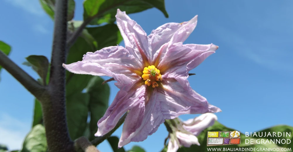 photo de fleur d'aubergine, pétales mauves autour de cœur jaune sur fond de ciel bleu