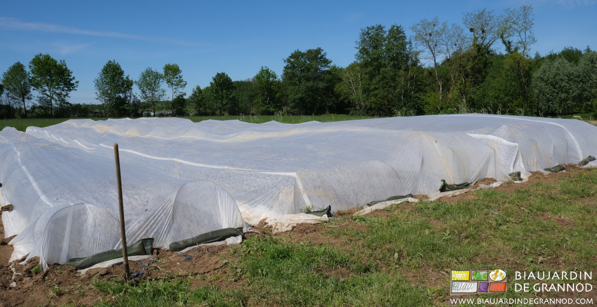 photo sous ciel bleu et soleil du carré d'aubergine couvert d'un voile blanc posé sur arceaux