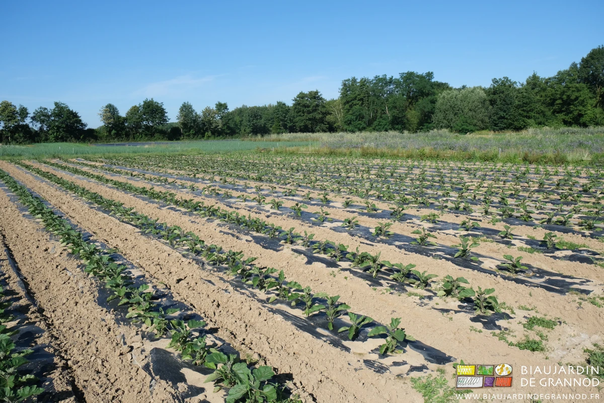 photo des allées largement binées mécaniquement entre rangs d'aubergine