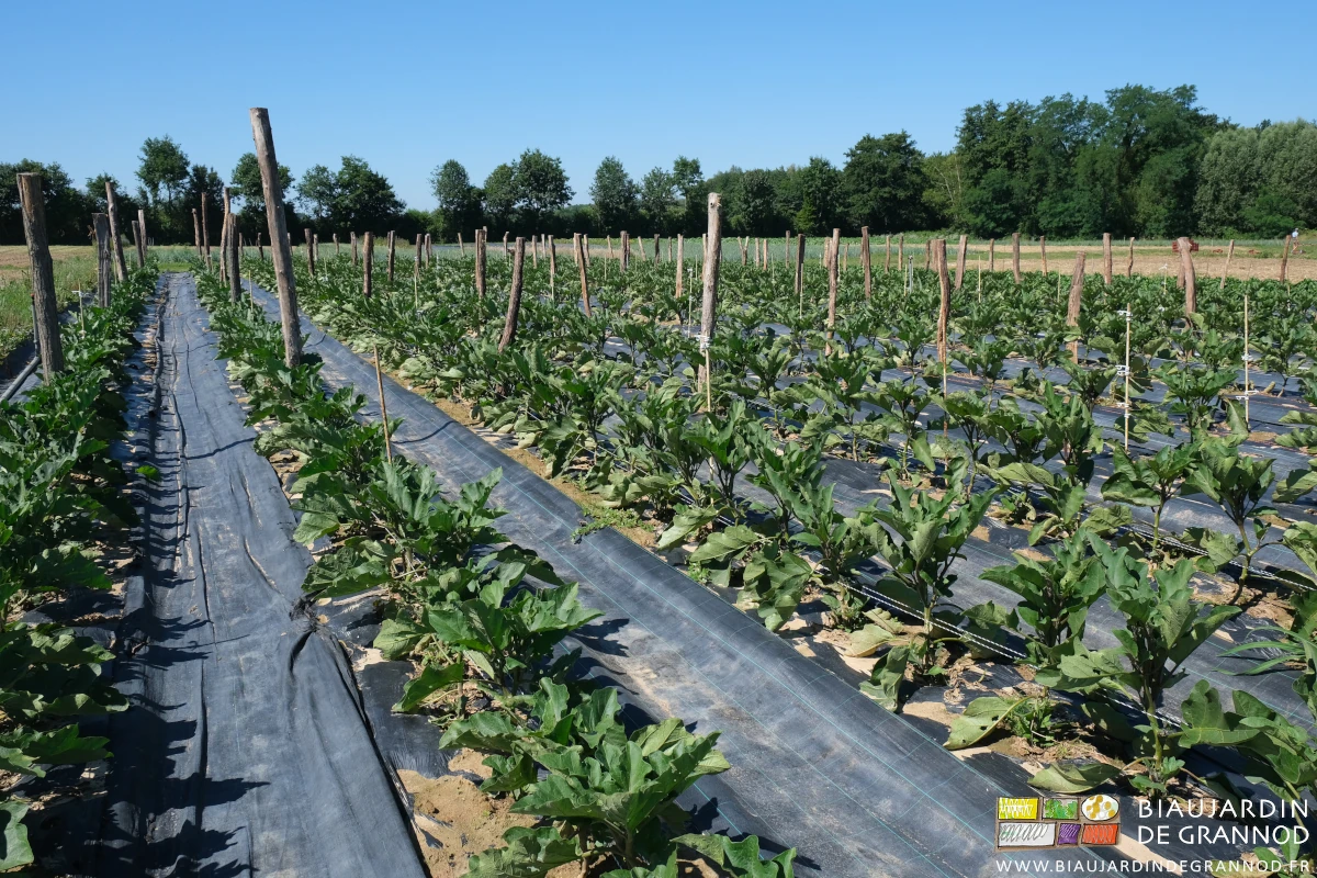 photo des piquets et fils de soutien installés en plein champ pour les aubergines