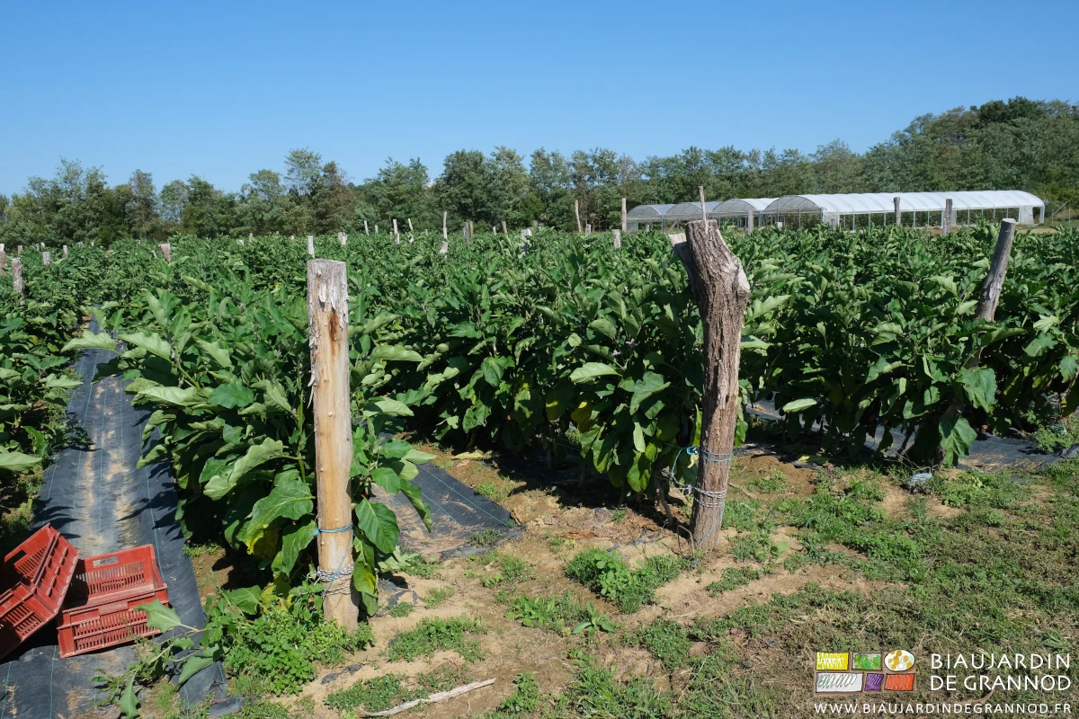 photo du carré d'aubergines de plein champ en début de récolte