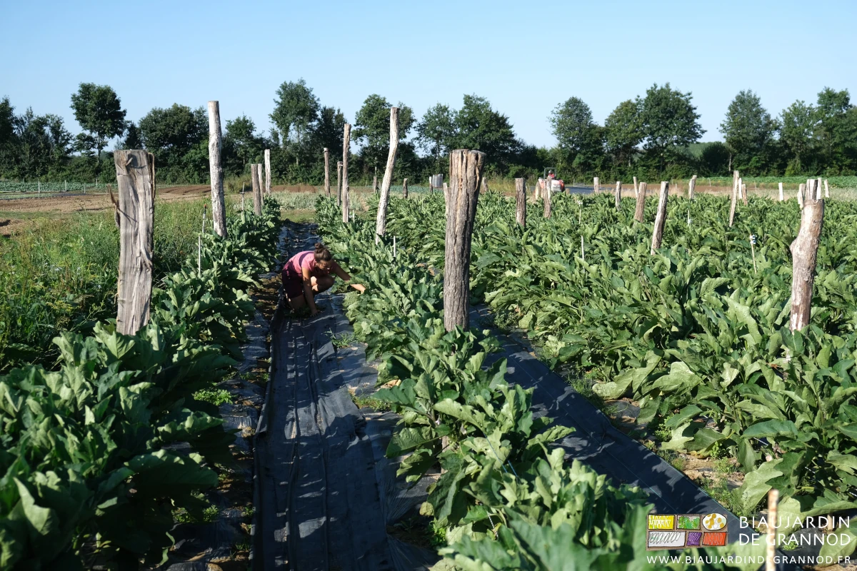 photo du désherbage manuel des aubergines par Kim, étudiante en alternance