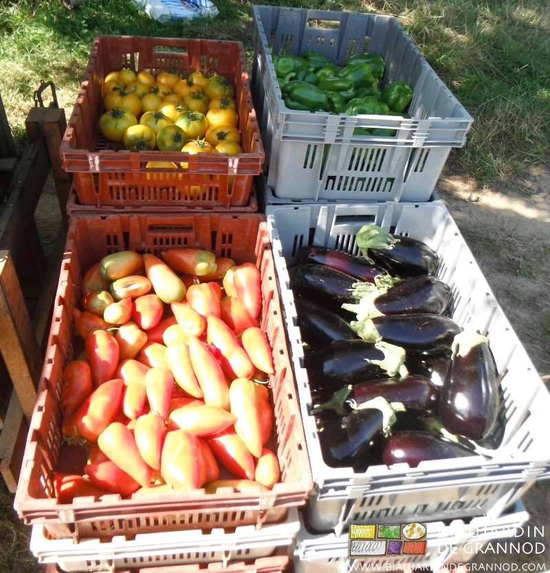 Photo d'une palette de caisses d’aubergine et tomate de toutes couleurs
