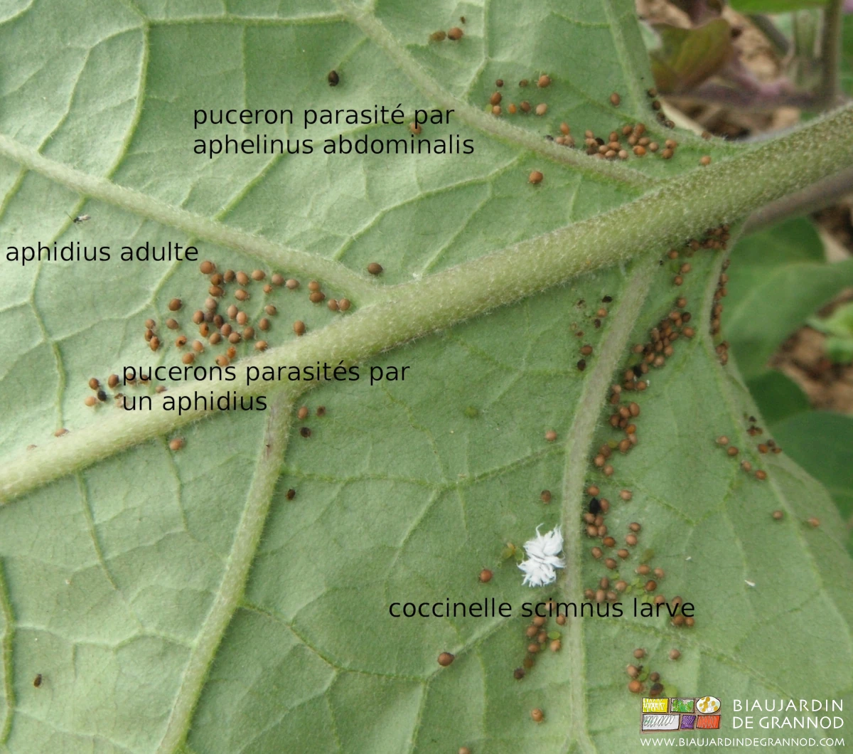 vue d’auxiliaire scymnus larve et aphidius adulte avec pucerons parasités par aphidius et aphelinus