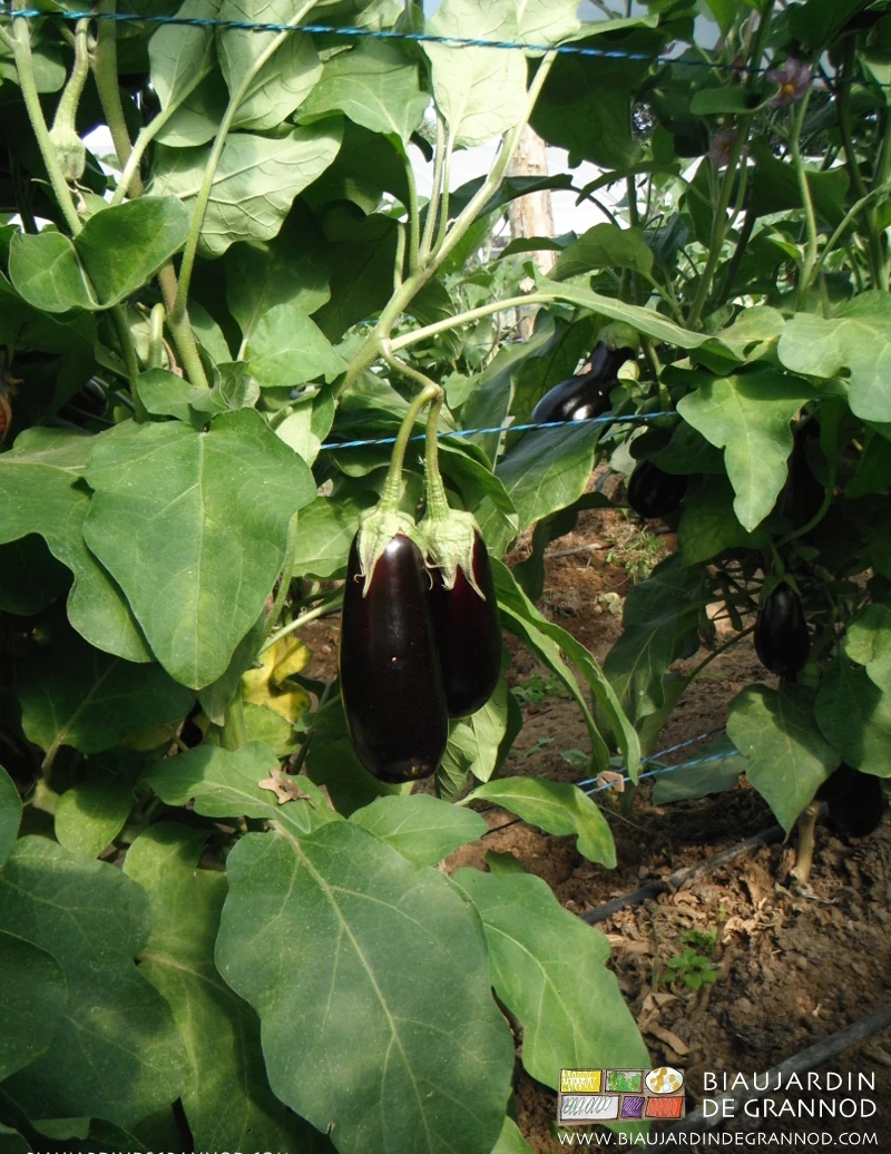 Photo d’aubergine bien développée sous tunnel, ramée, planche permanente binée manuellement