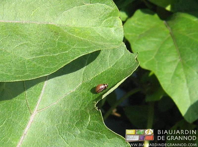 photo d'un doryphore en reconnaissance sur une feuille d'aubergine