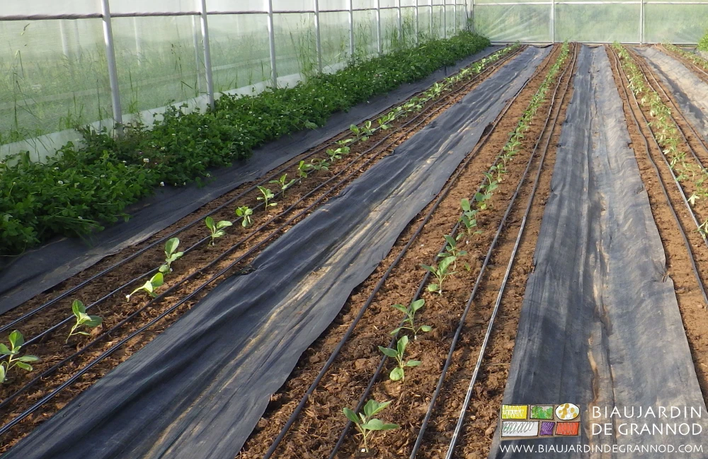 Photo de culture d’aubergine sous tunnel, seule l'allée permanente est couverte de toile noire
