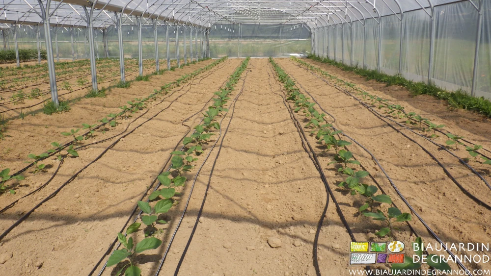 Photo sous tunnel d’aubergine plantée sur sol nu, binée et arrosée au goutte à goutte