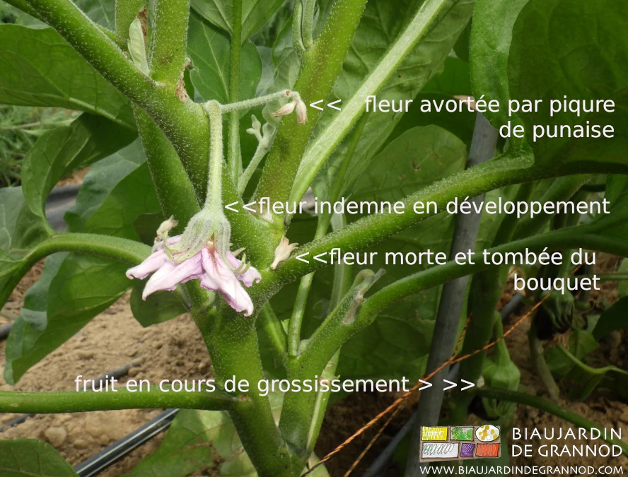 Photo légendée d’aubergine la plupart des fleurs détruites par une attaque de punaise