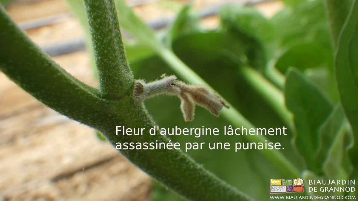 Photo proche de fleur d’aubergine détruite par la punaise