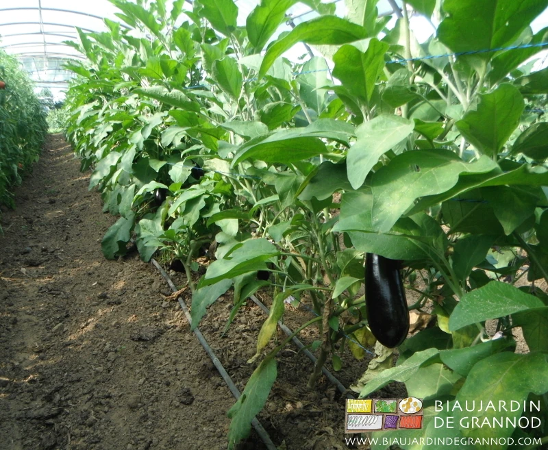Photo de rangs d’aubergine en culture ramée et binée manuellement