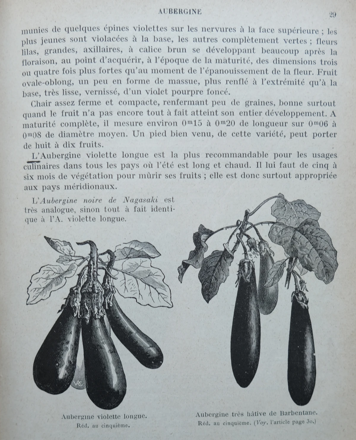 Extrait des pages «aubergine» de l’édition 1925 du livre de Vilmorin